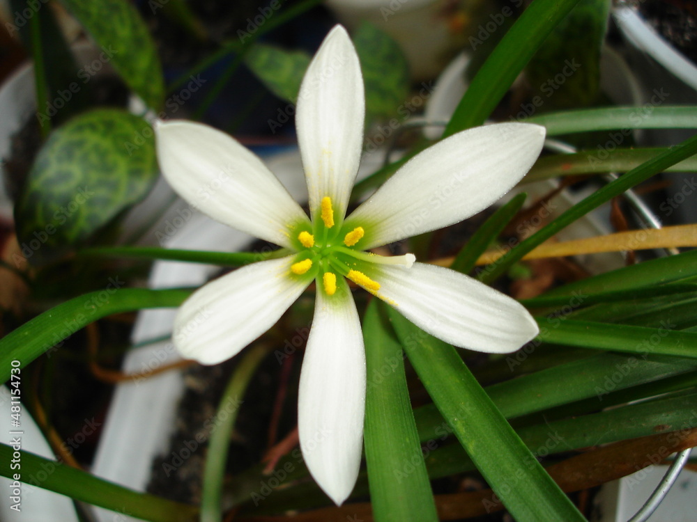 White zephyranthes White zephyranthes