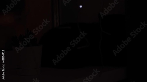 a black cat next to a flower on the windowsill looks with yellow eyes at the flickering of an LED garland. Christmas evenings.