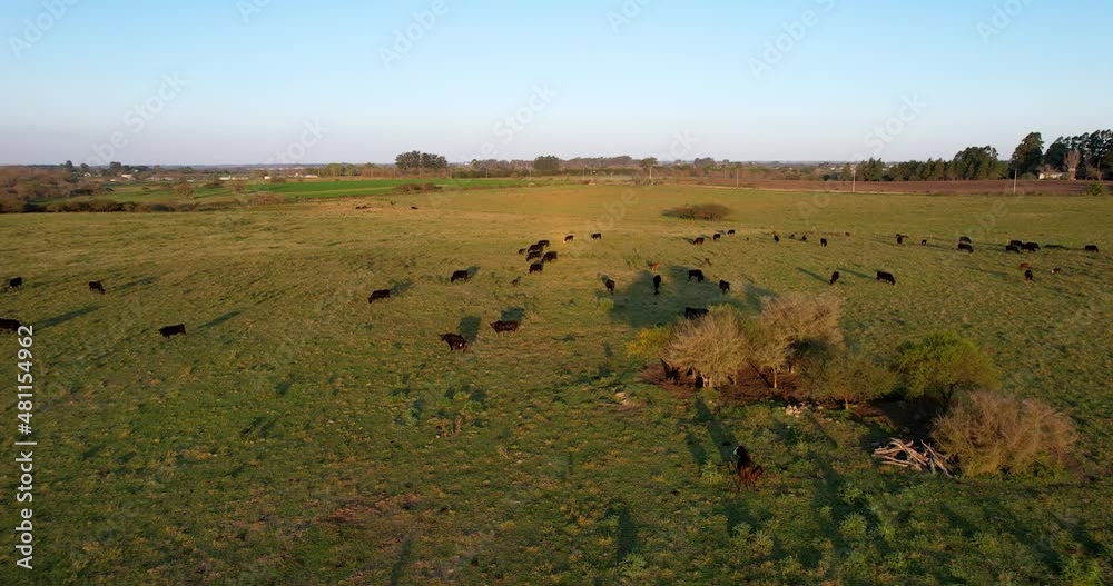 Aerial view of cows grazing loose in the field. the sun hides behind.
Aerial view of cows grazing loose in the field. the sun hides behind.