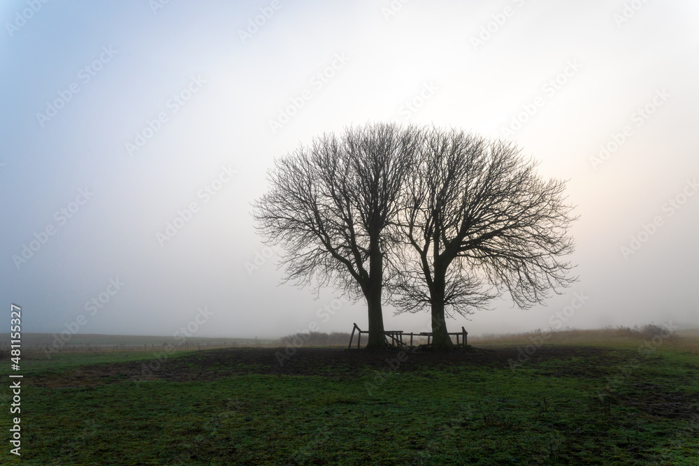 Two large bare trees, lonely in the foggy dune area of Berkheide in Wassenaar, part of the Hollandse Duinen National Park in the Netherlands. Two large bare trees, lonely in the foggy dune area of Berkheide in Wassenaar, part of the Hollandse Duinen National Park in the Netherlands.