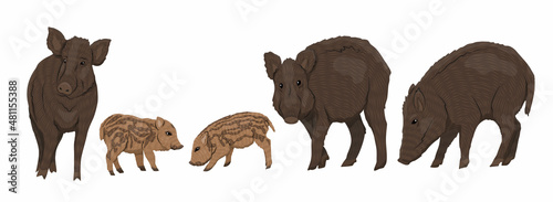 Wild boar Sus scrofa set. Males, females and piglets of a common wild pig. Realistic vector forest animals
