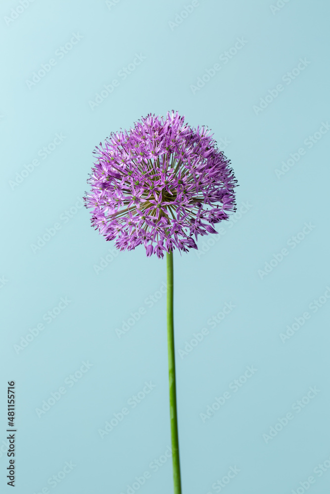 Ornamental onion flower, round purple allium flower on blue background. Close-up.