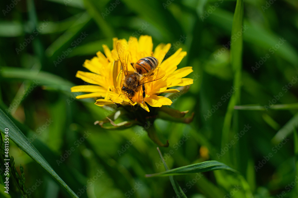 Yellow spring dandelion flower with bee and stuck pollen. Green blurred background with selective focus on insect Yellow spring dandelion flower with bee and stuck pollen. Green blurred background with selective focus on insect