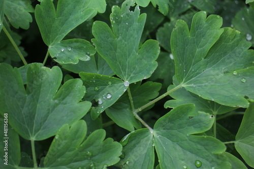 A drop of rain on a leaf of Aquilegia L., green plant after rain