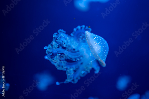 Beautiful jellyfish in the neon light in aquarium, nature background photo