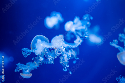 Beautiful jellyfish in the neon light in aquarium, nature background