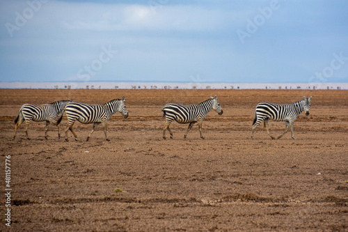 Zebras auf trockenem Lake Amboseli