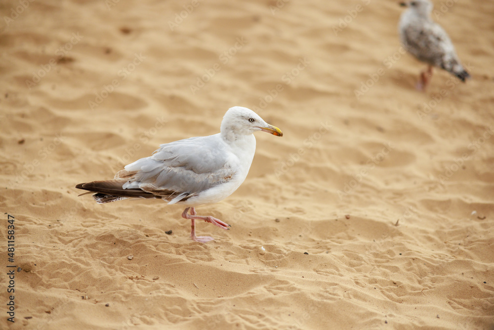 An isolated seagull on the beach with copy space An isolated seagull on the beach with copy space