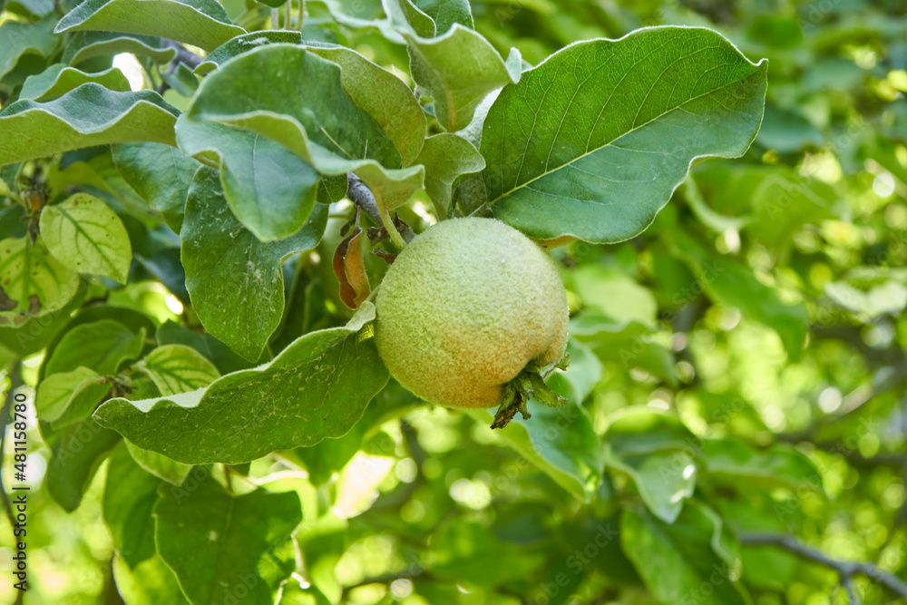 A ripening green quince on a tree branch. The unripe crop is growing. A shaggy apple on a green tree. Selective focus. The theme of gardening, fruit growing, a rich harvest. Horizontal photo. A ripening green quince on a tree branch. The unripe crop is growing. A shaggy apple on a green tree. Selective focus. The theme of gardening, fruit growing, a rich harvest. Horizontal photo.