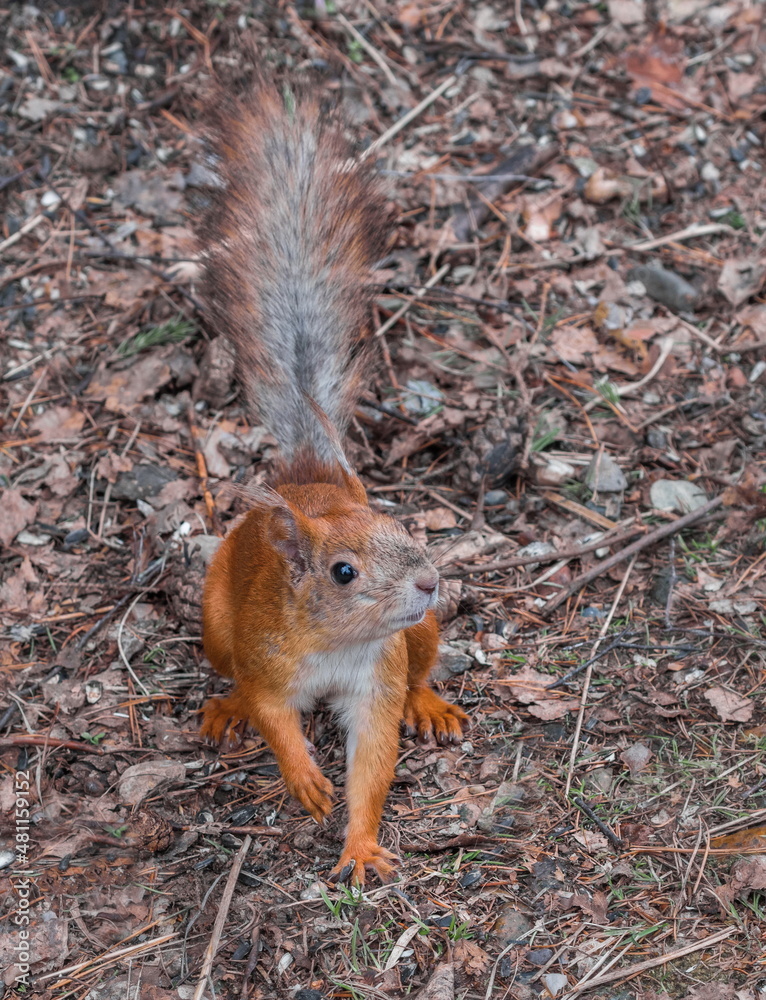 Squirrel eats nuts and asks for more food from a person Squirrel eats nuts and asks for more food from a person