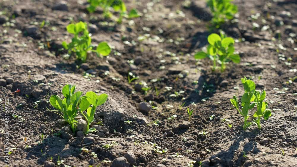 Close-up view 4k stock video footage of green fresh sprouts of organic vegetables blooming with first spring leaves. Plants isolated on brown soil background