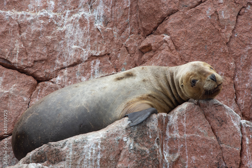 Views of sea lions in the Ballestas Islands, Peru Views of sea lions in the Ballestas Islands, Peru