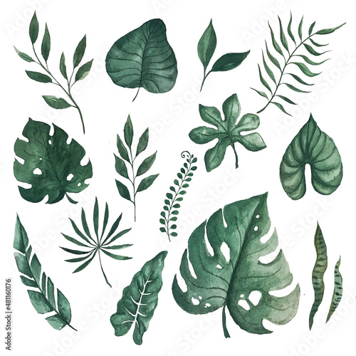 Set of watercolor green leaves isolated on white background  tropical fox. Watercolor monstera leaves isolated on white background  watercolor illustration