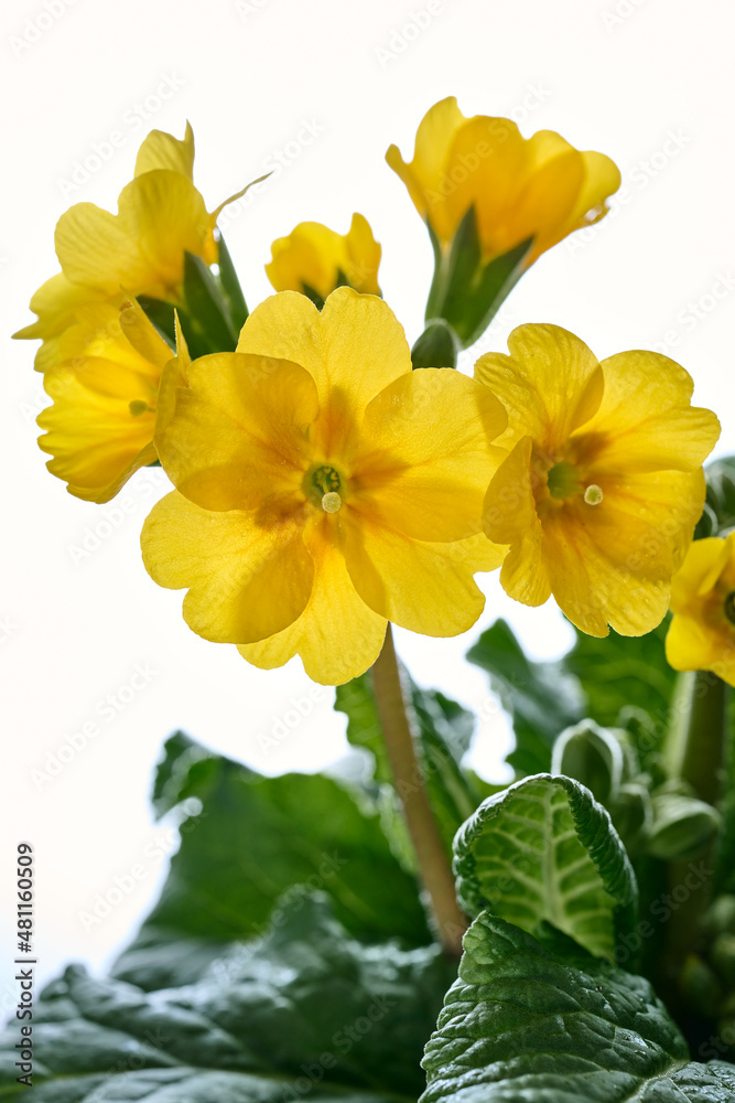Fototapeta premium Gelbe Schlüsselblumen