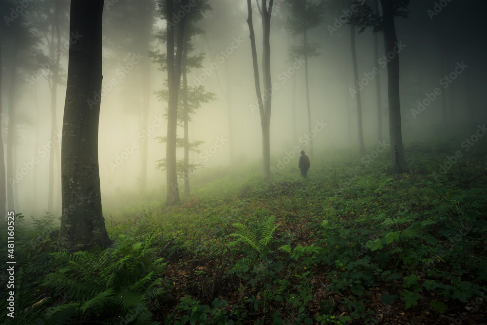 Obraz premium man in foggy woods in the morning