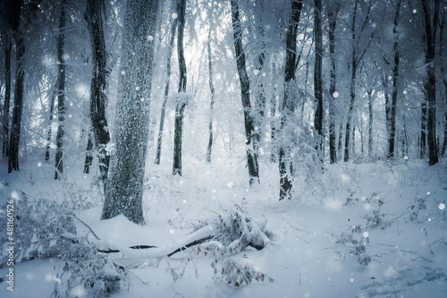 frozen winter woods with snow flakes falling © andreiuc88