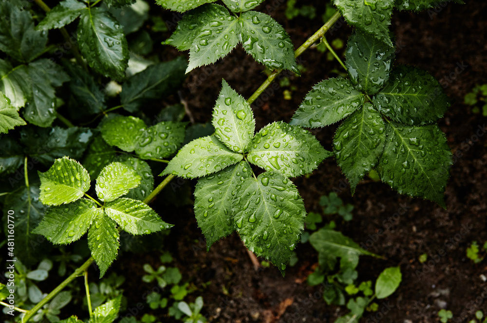 Abstract image of raspberry leaves in the garden. Rain drops on the leaves. Selective focus, blurred background Abstract image of raspberry leaves in the garden. Rain drops on the leaves. Selective focus, blurred background