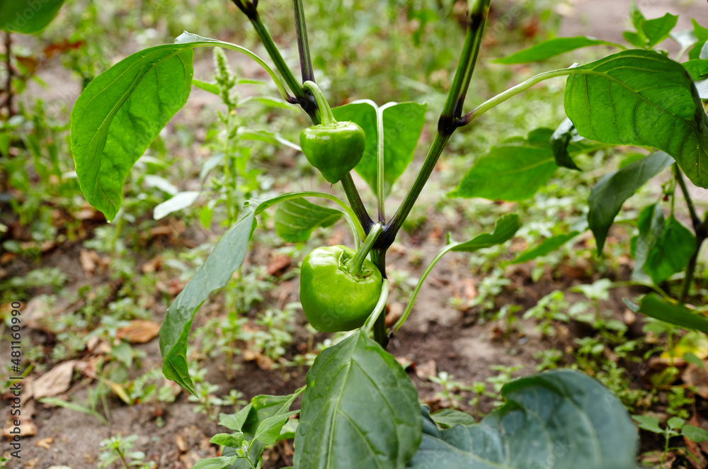 Green peppers grows in the garden. Growing fresh vegetables at farm Green peppers grows in the garden. Growing fresh vegetables at farm