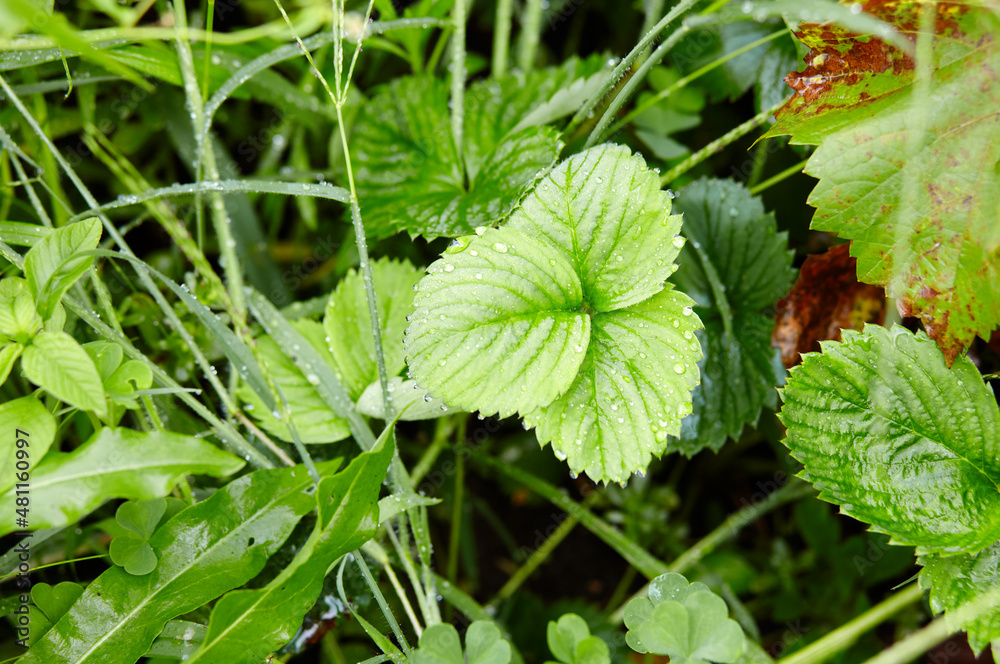 Close-up view of green strawberry leaves in the garden. Green bushes of a strawberry at summer. Dew or rain drops on the leaves. Selective focus, blurred background Close-up view of green strawberry leaves in the garden. Green bushes of a strawberry at summer. Dew or rain drops on the leaves. Selective focus, blurred background