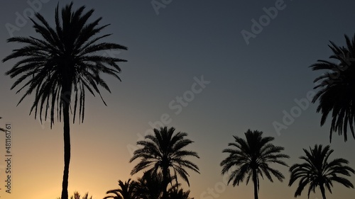 Fotografiet Atardecer entre palmeras