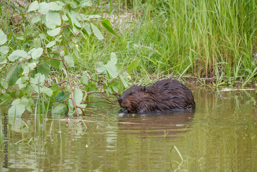 American beavers in pond with branches American beavers in pond with branches