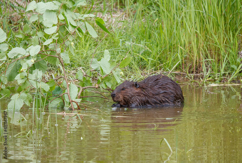 American beavers in pond with branches © Jen