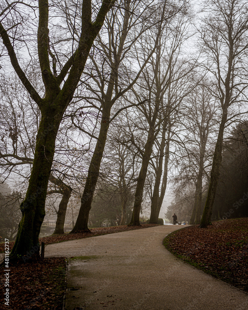 foggy autumn in the park in England