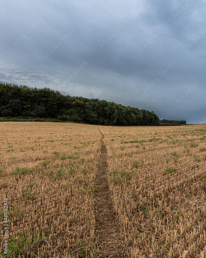 field of wheat with path going to the woods