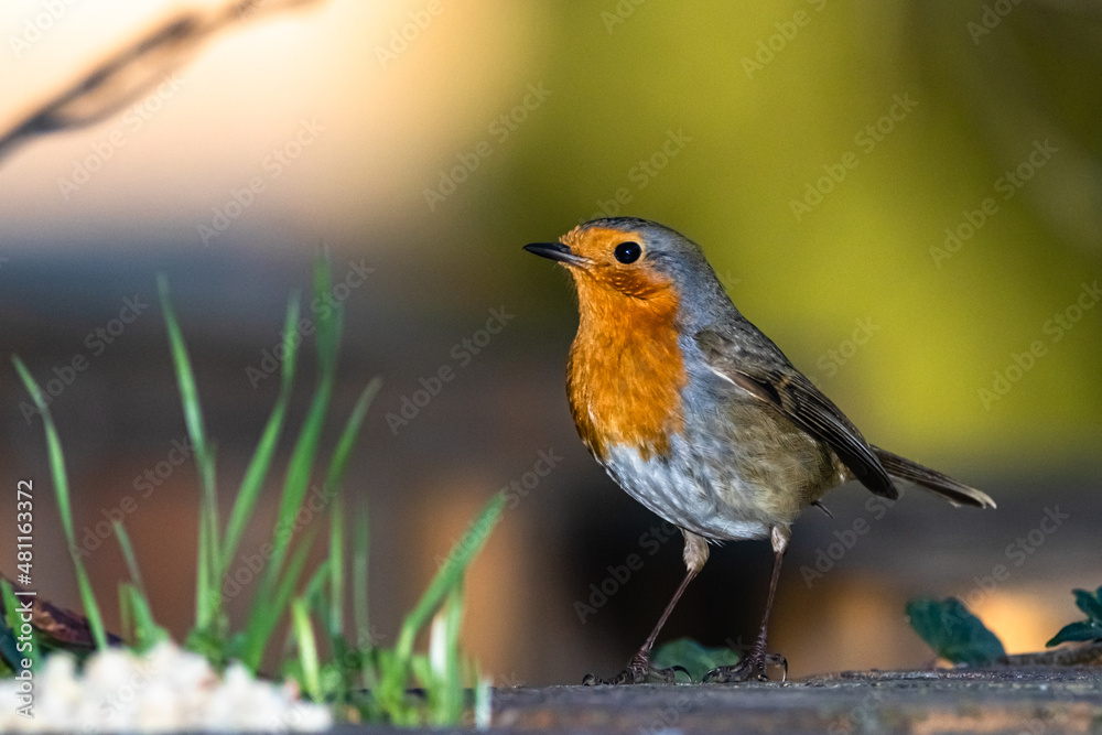 European Robin in a park in Provence European Robin in a park in Provence
