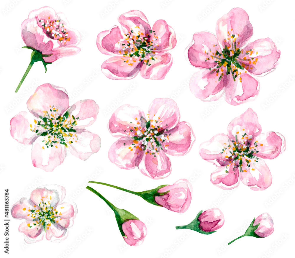 Delicate pink apple blossoms, open buds and closed buds. Spring flowers. Set is hand painted in watercolor, isolated on a white background for your design.