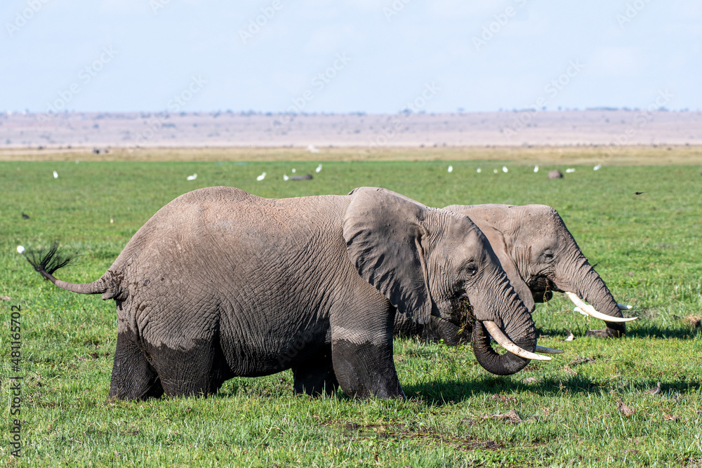 Elefanten im Sumpf