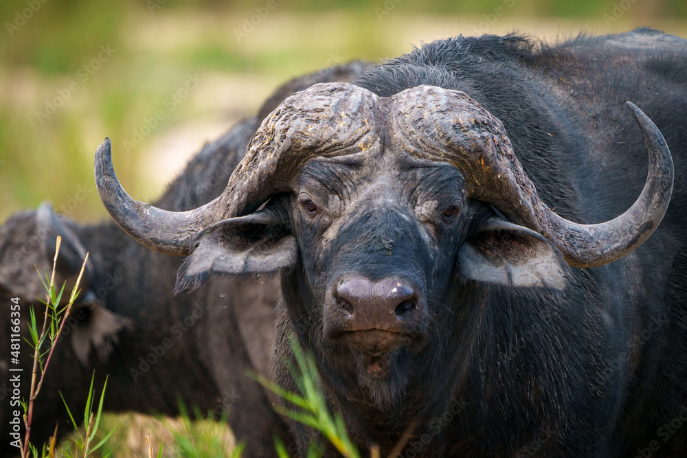 Fototapeta premium Cape buffalo or African buffalo (Syncerus caffer caffer). Mpumalanga. South Africa.