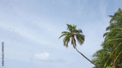 Wallpaper Mural Palm Trees on a blue sky background. Slow Motion, Looking Up on a sunny day Torontodigital.ca