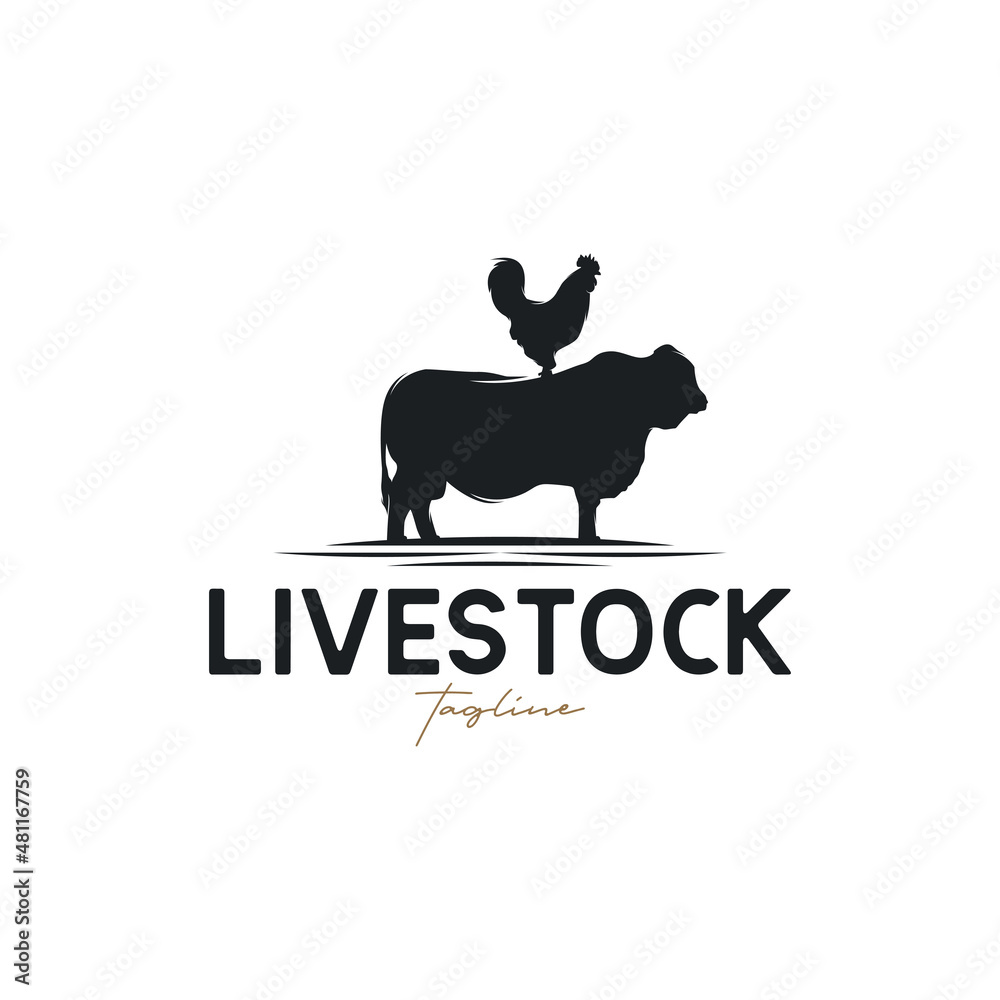 Fototapeta premium Livestock vintage logo with cow and chicken illustration logo design