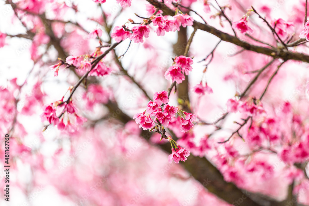 Sakura blossom beautiful flowers at Doi Ang Khang , Chiang Mai Thailand Province, Sakura in Thailand Sakura blossom beautiful flowers at Doi Ang Khang , Chiang Mai Thailand Province, Sakura in Thailand