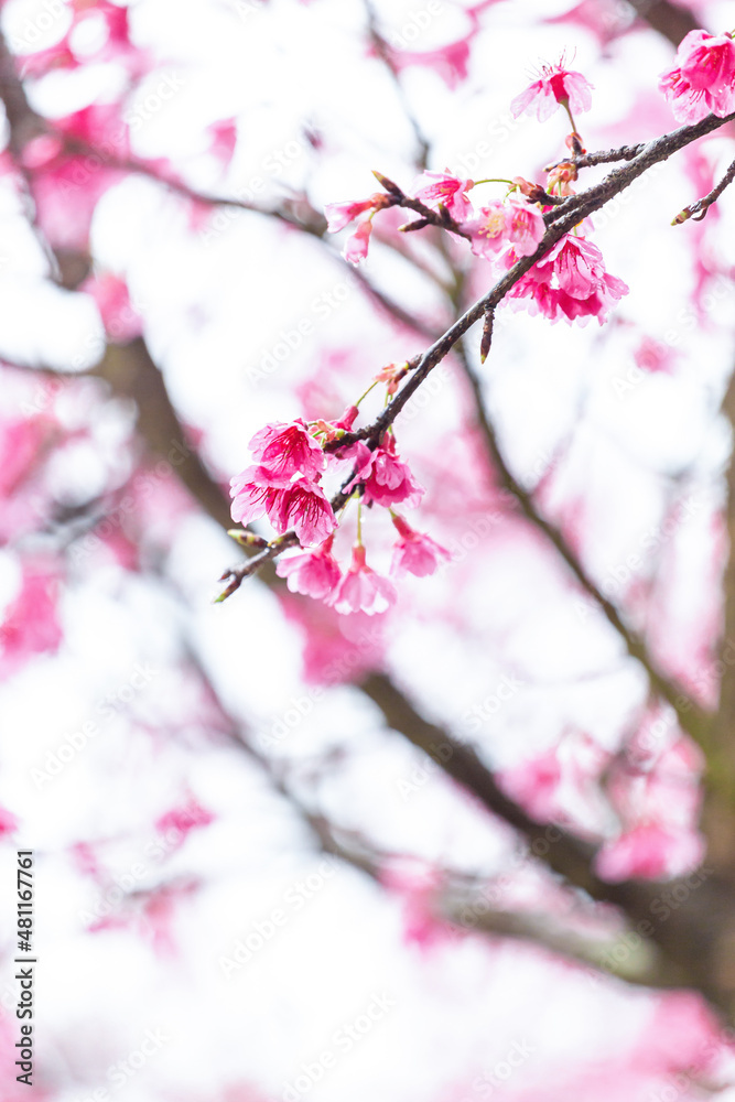 Sakura blossom beautiful flowers at Doi Ang Khang , Chiang Mai Thailand Province, Sakura in Thailand