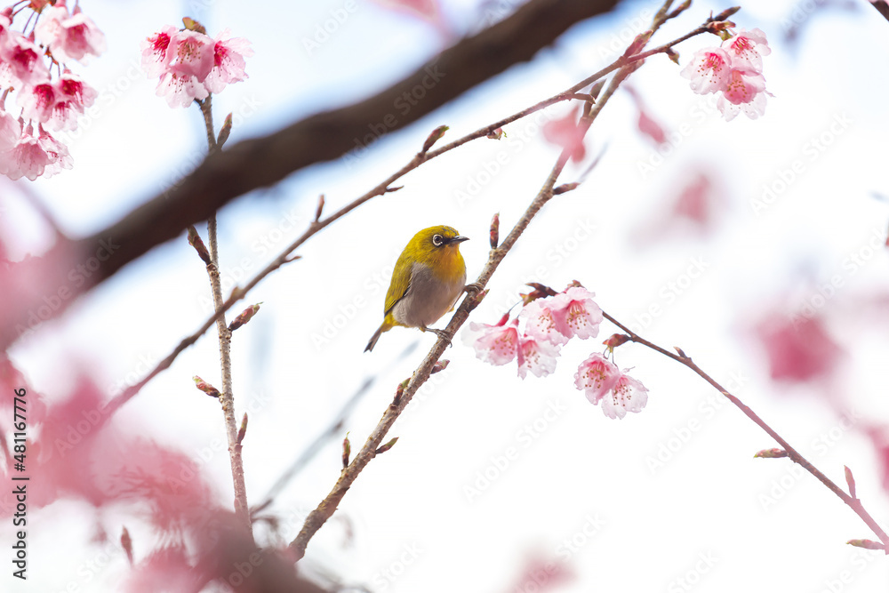 Little bird eats nectar on a cherry blossom tree,Sakura blossom beautiful flowers at Doi Ang Khang , Chiang Mai Thailand Province, Sakura in Thailand Little bird eats nectar on a cherry blossom tree,Sakura blossom beautiful flowers at Doi Ang Khang , Chiang Mai Thailand Province, Sakura in Thailand
