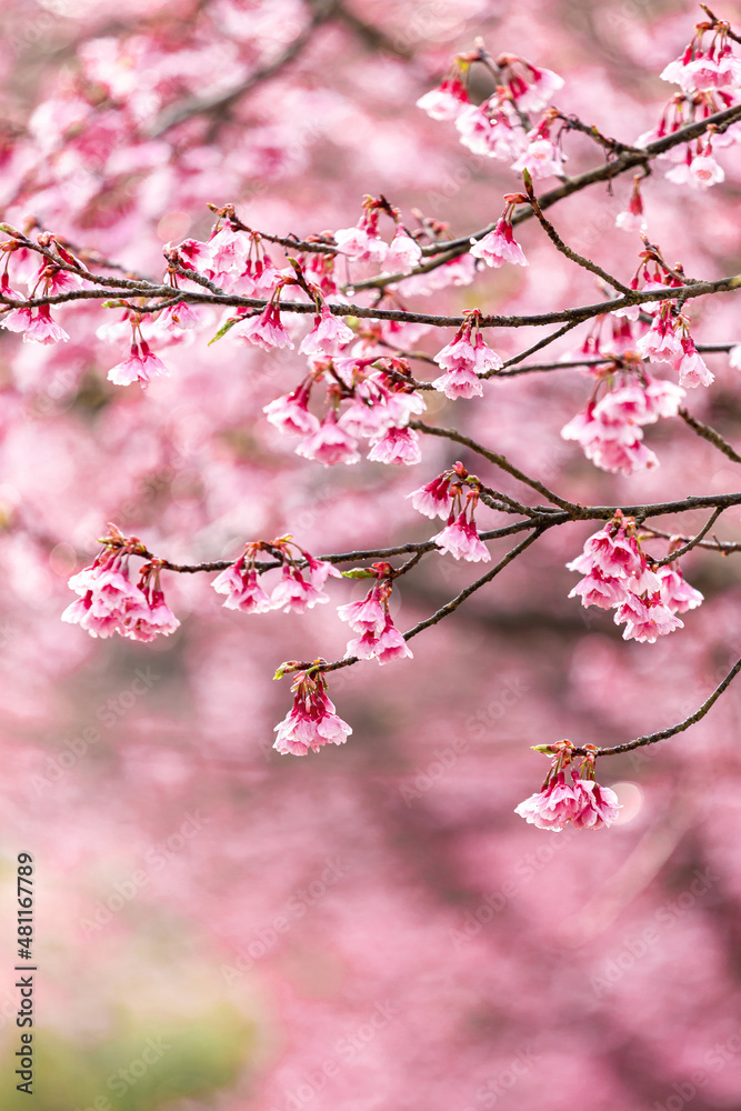 Sakura blossom beautiful flowers at Doi Ang Khang , Chiang Mai Thailand Province, Sakura in Thailand