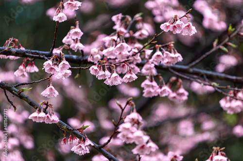 Sakura blossom beautiful flowers at Doi Ang Khang   Chiang Mai Thailand Province  Sakura in Thailand