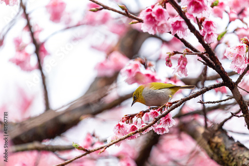 Little bird eats nectar on a cherry blossom tree,Sakura blossom beautiful flowers at Doi Ang Khang , Chiang Mai Thailand Province, Sakura in Thailand photo