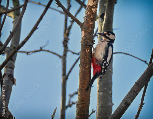 woodpecker on a tree
