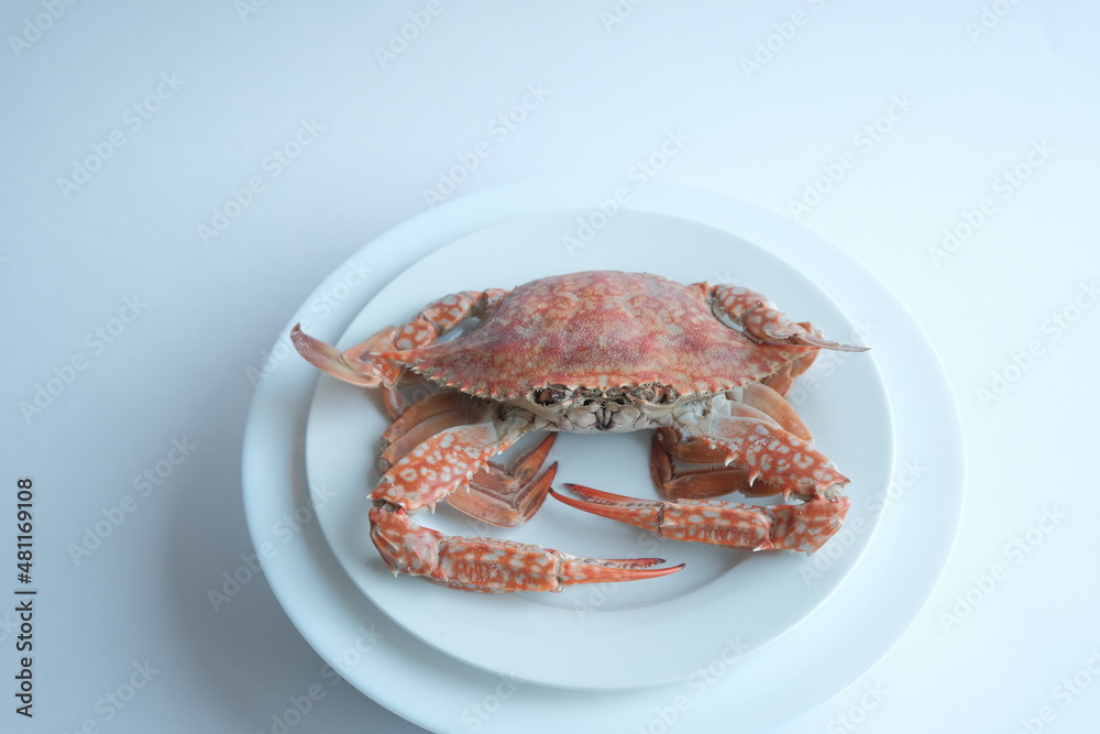 boiled crabs on a white background. red and white crab claws. floating crab boiled crabs on a white background. red and white crab claws. floating crab