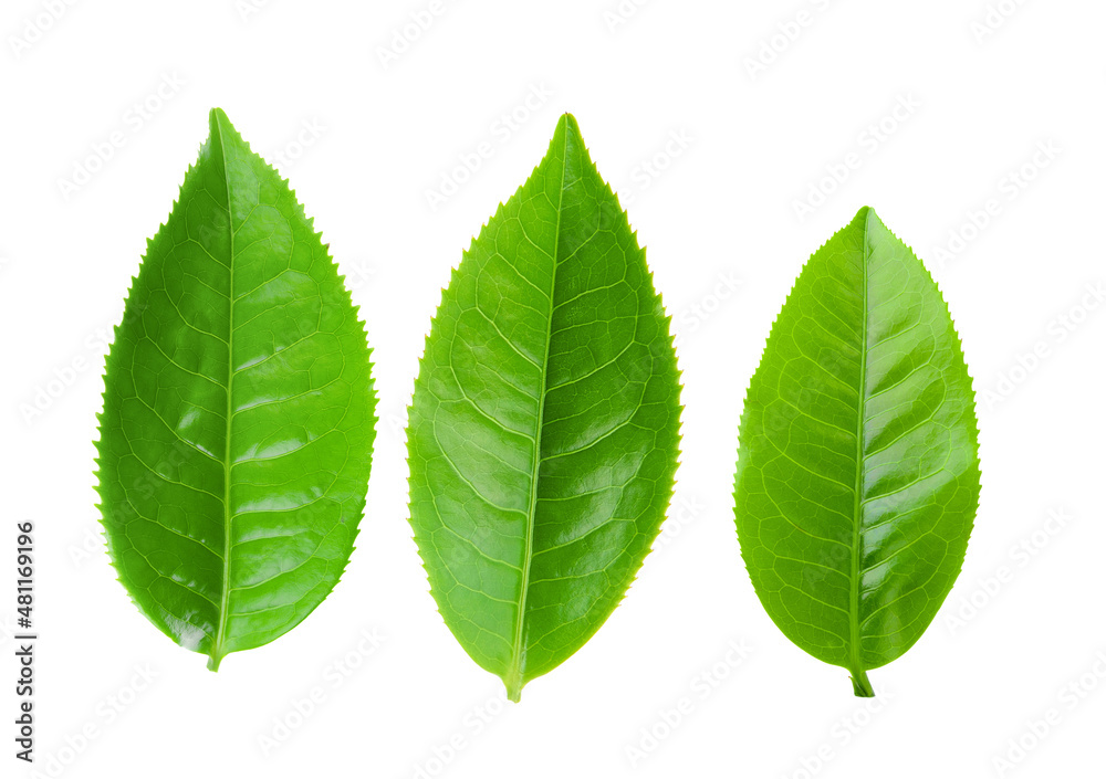 Obraz premium tea leaf isolated on white