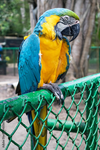 melgar guacamayo azul-amarillo 2021  photo