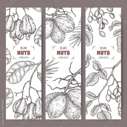 Set of three labels with pistachio, coconut tree and cashew nuts sketch. Culinary nuts series.