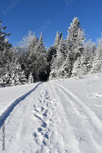 A snowy forest under a blue sky, Sainte-Apolline, Québec, Canada © Claude Laprise