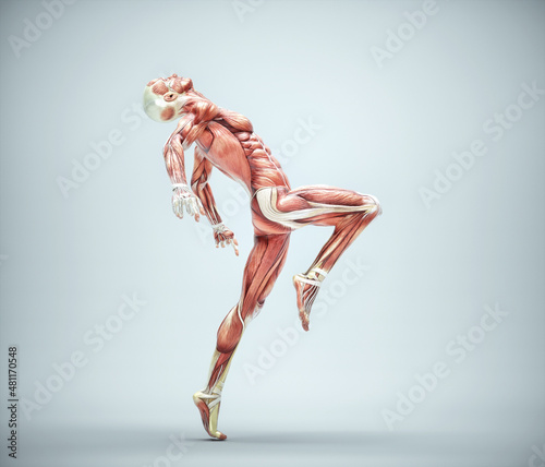 Muscular system of a man dancing
