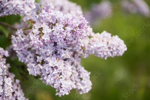 Purple lilac flowers branch on a green background, natural spring background, soft selective focus © zanna_