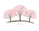 満開の桜の木イラスト