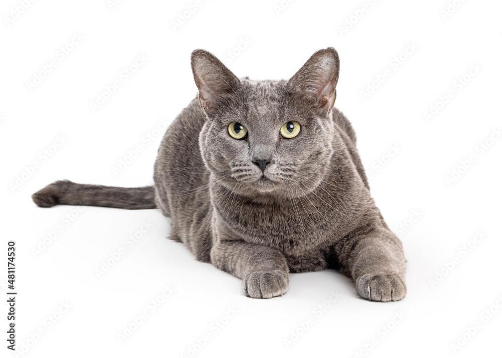 Grey Domestic Shorthair Cat Lying Down